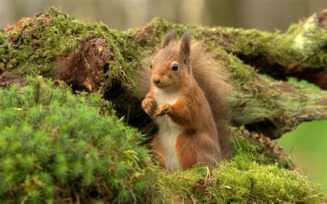 Squirrel Wallpapers Hd Desktop And Mobile Backgrounds