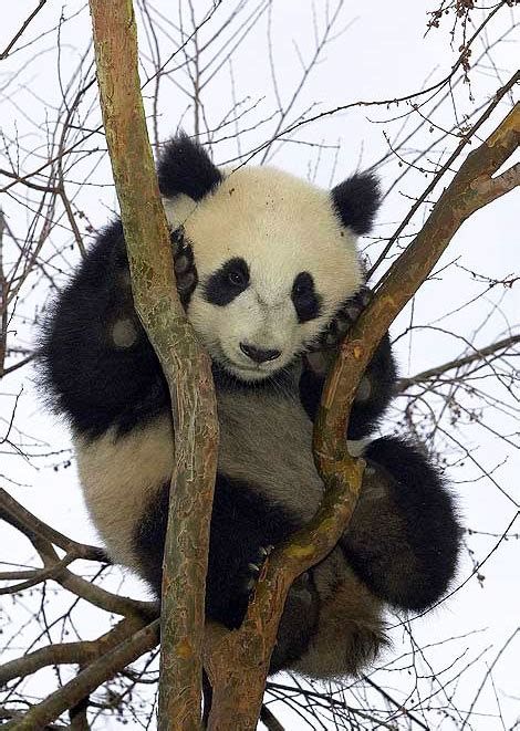 Cute Baby Panda Pictures Funny Animal S Buzzfeed