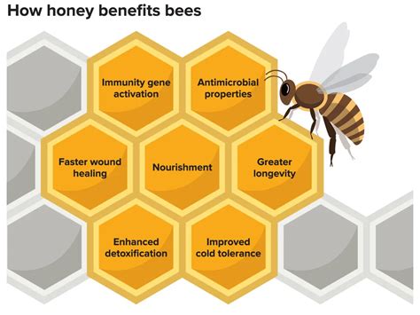 Honey Has Numerous Health Benefits For Bees Smithsonian