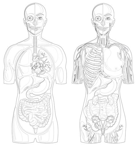 Human Anatomy With Different Systems Coloring Page Mimi Panda