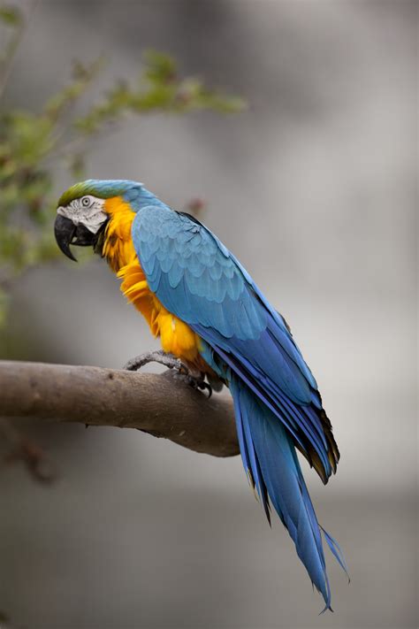 Banco De Imágenes Gratis 10 Fotos De Aves Exóticas Exotic Birds Free
