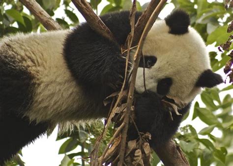 How To Save The Giant Pandas Hubpages