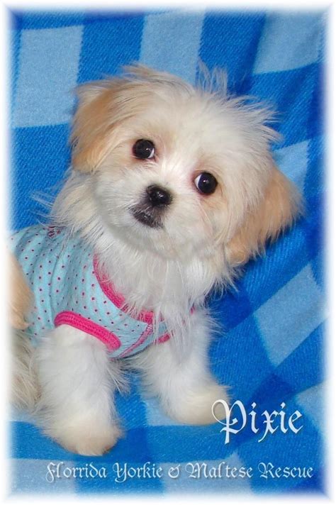 Florida maltipoos we are a licensed and inspected small home kennel located in central florida. 22 Awesome Maltipoo Rescue Florida | Puppy Photos