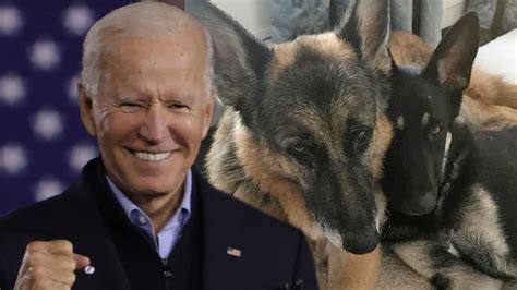 President joe biden and dr. Joe Biden's Family Dogs Get Their Own Twitter Account