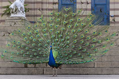 Oleh sebab nama yang memang sudah ada digunakan dalam masyarakat melayu itu tidak mengelirukan , fpfau. Pfau in der Wilhelma Foto & Bild | tiere, zoo, wildpark ...