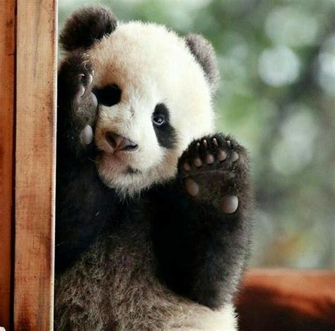 Pin By Adityaningrumpd On Cute Cute Panda Panda Panda Bear