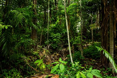 Tropical Vegetation Foto And Bild Bilder Australia World Bilder Auf