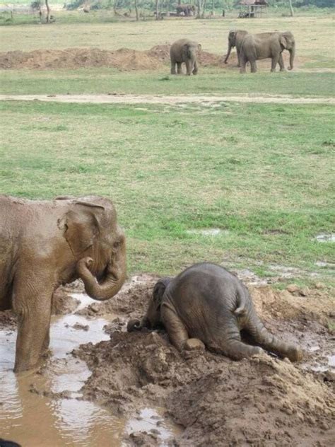 Pin By Beverly Judd On Randomness Elephant Animals Baby Elephant