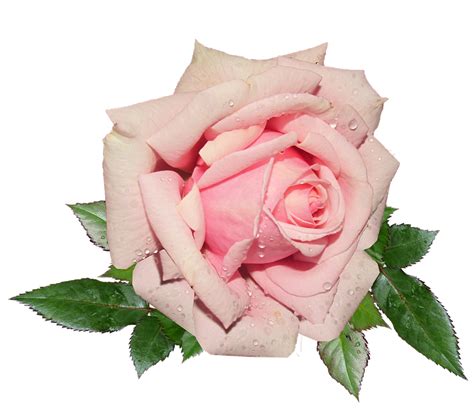 List 102 Pictures Pink And White Roses Wallpaper Stunning