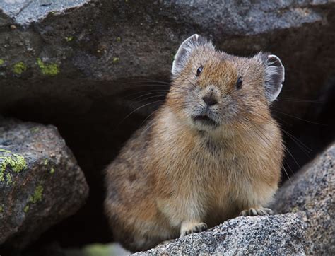 10 Species Under Immediate Threat Due The Climate Crisis And How You