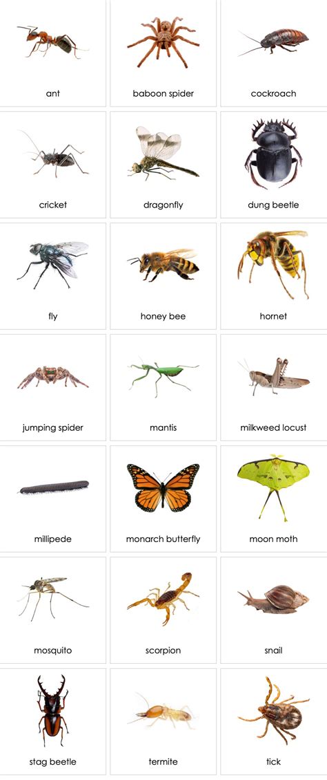 Pictures Of Invertebrates With Names
