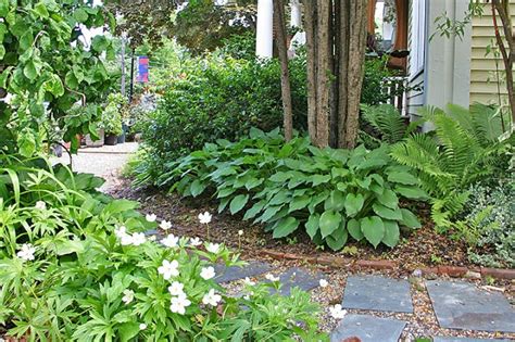 How and when to separate perennials depends largely on the type of plant and the type of root structure it has. How to Divide Hostas | Instructions and Advice - New ...