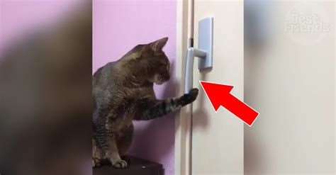 Video Chiens Halloween Qui Sonne A La Porte - Ce chat a une technique spéciale pour ouvrir les portes