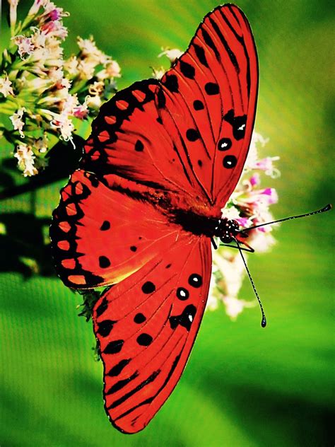 Pin by Nylsa Villar-Danlag on Butterflies | Beautiful butterflies, Moth ...