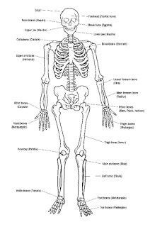 Muscles move the body by contracting against the skeleton. Pinoy Brains: How many bones the human body have? | Human body, Human bones, Body