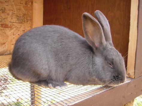 Flemish Giant Rabbit: Facts, Temperament, Care, Pictures