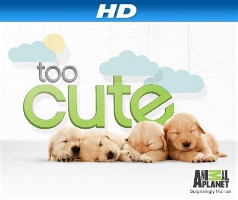 Watch Too Cute Season 1 Online Watch Full Hd Too Cute Season 1