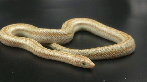13 Cool Rosy Boa Morphs With Pictures