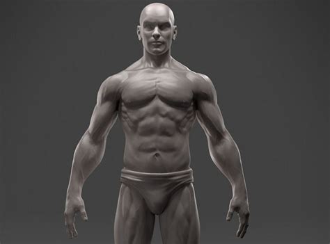 Study male anatomy using smart web & mobile flashcards created by top students, teachers, and professors. 3D print model Male Anatomy Sculpture | CGTrader