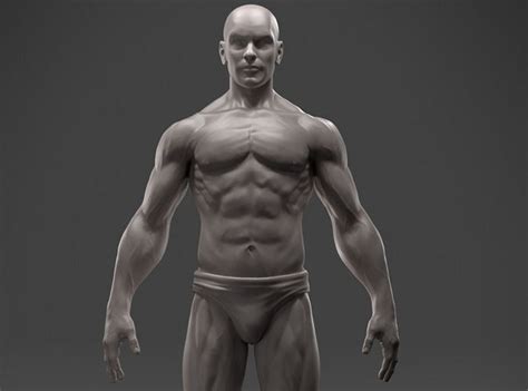 See more ideas about anatomy, anatomy drawing, anatomy reference. 3D print model Male Anatomy Sculpture | CGTrader