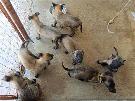 And just in time for valentine's day!!! Belgian Shepherd Dog (Malinois) Puppies For Sale | San ...