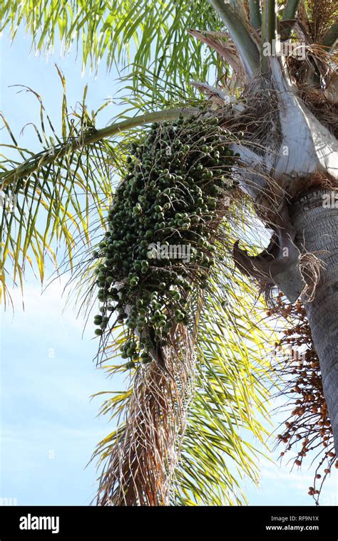Are Queen Palm Tree Nuts Poisonous To Dogs
