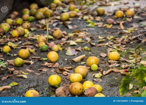 Ripe Lime Group Drop On The Floor Stock Image Image Of Floor