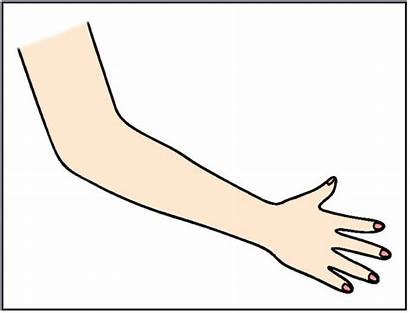 Arm Cartoon Clipart Arms Clip Hand Parts