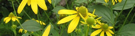 Fact Sheet Cutleafed Coneflower Ufifas Extension Nassau County