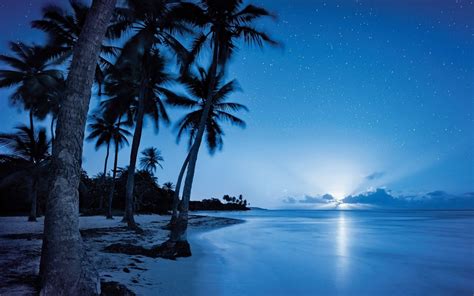 Download Horizon Sky Dusk Palm Tree Sea Ocean Tropical Nature Beach