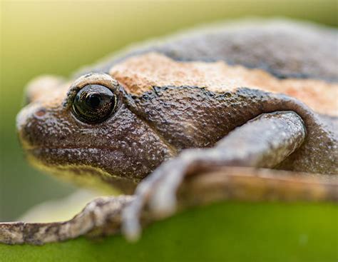 Asian Painted Frog Bilder Und Stockfotos Istock