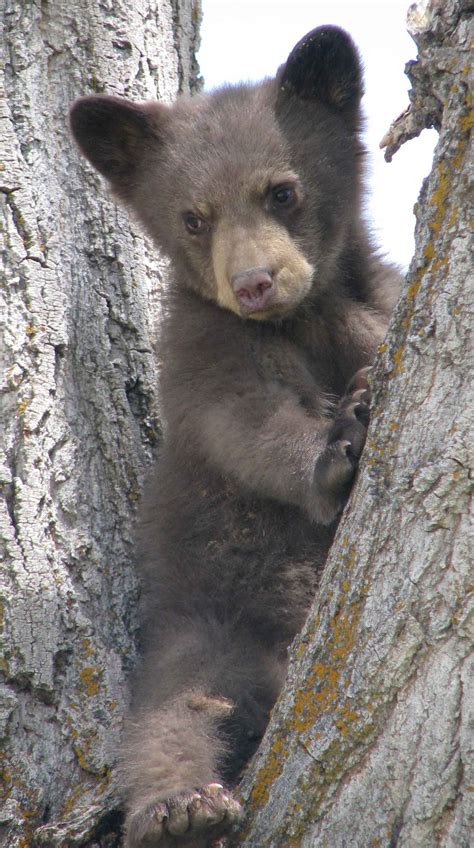 Black Bear Outdoor Alabama