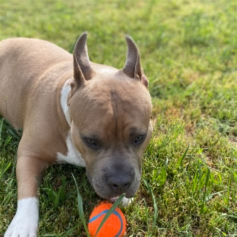 We offer a 30 days money back guarantee if you decide not to keep our puppy after our puppy arrives your home. Adopt a Pit Bull puppy near Phoenix, AZ | Get Your Pet