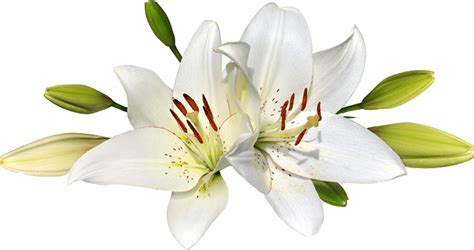 Download Easter Lily Png Clipartkey