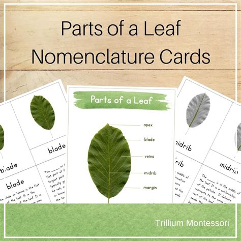 Parts Of A Leaf Nomenclature Cards Trillium Montessori