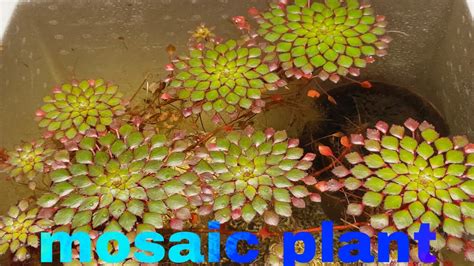 Tanaman Air Mosaic Plant Or Ludwigia Sedioides Youtube