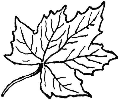 Black And White Autumn Leaf Clip Art Clip Art Library