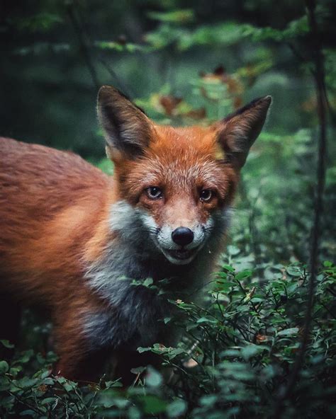 Photographer Shoots Finnish Forest Animals Like Theyre Professional