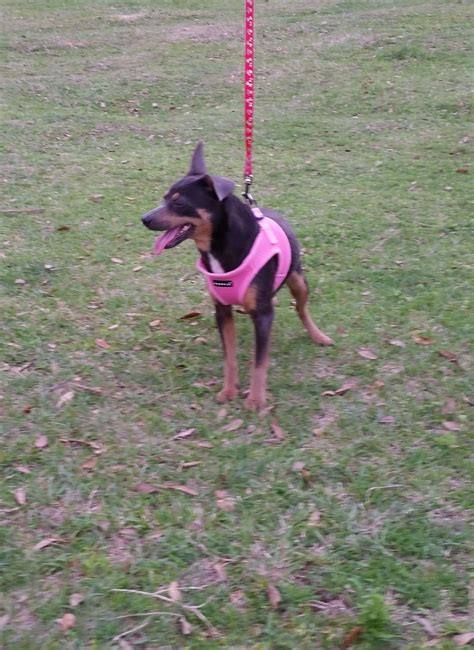 This Is Mimsy She Is A Full Min Pin Available For Adoption Through