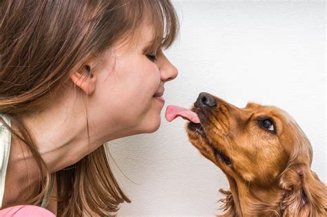 197 341 показов 79% female agent. Why Do Dogs Lick Cesar S Way