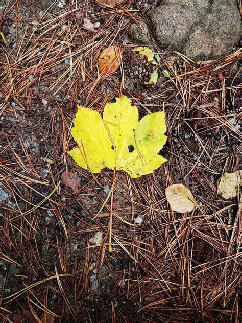 Bright Yellow Autumn Leaf On The Ground Fall Wallpaper Stock Image