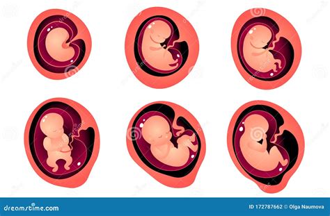 Etapas Del Desarrollo Embrionario En Madres Ilustraciones Vectoriales