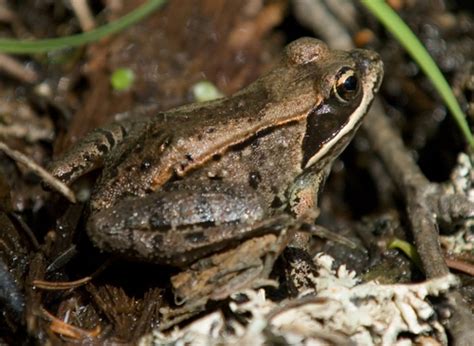 Wood Frog Amphibians Of Pennsylvania · Inaturalist