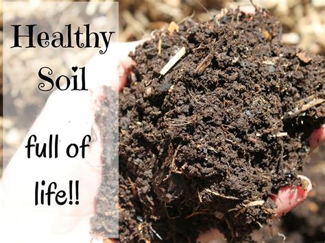 Some vegetables and heath plants grow well in it, though. Simple Ways to Fix Dry Garden Soil