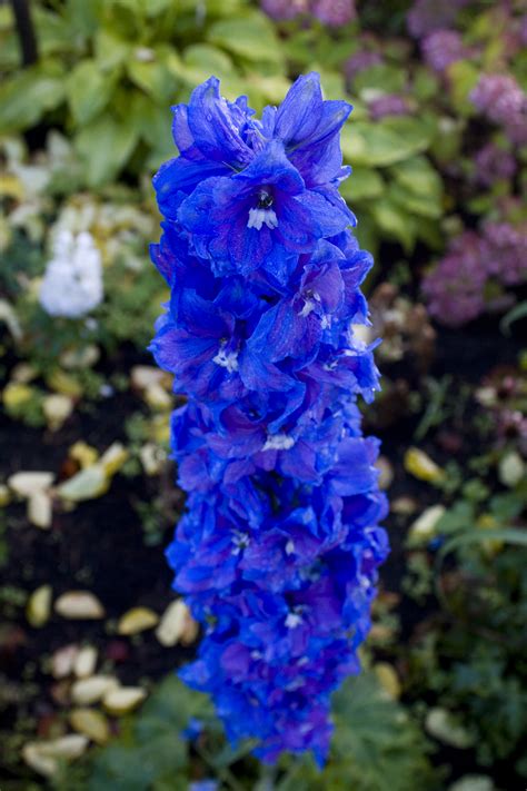 blue flowers – Christian Women Online