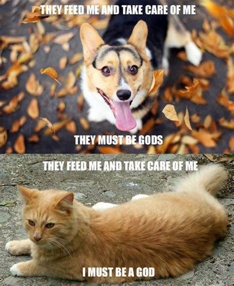 32 Funny Animal Memes To Share With Your Dog Funny Gallery Ebaums