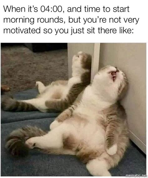 Oh 4am Roundsugh Funny Cat Memes