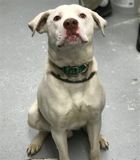 Check spelling or type a new query. Snowman - Lost Dog & Cat Rescue Foundation