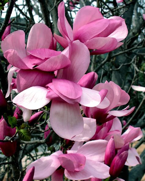 Pink Magnolias Smithsonian Photo Contest Smithsonian Magazine