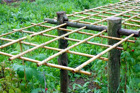 Im naturverbundenen garten empfiehlt sich als baumaterial in erster linie. HimmbeergeruesthQ9ciOaT7jbPM (mit Bildern) | Rankgitter ...